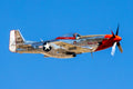 P-51 Mustang Stang Evil fighter aircraft in flight against blue sky - 16x20 metal print