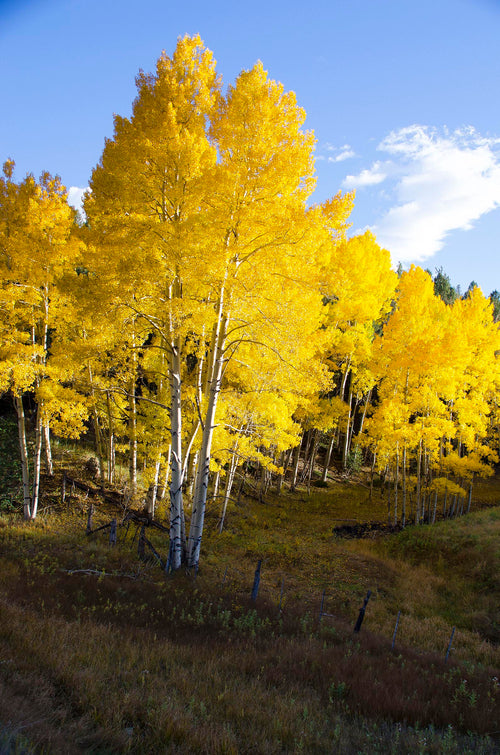 Golden aspen grove in peak autumn color near Nederland Colorado - 16x20 metal print