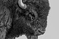 Black and white bison portrait from Rocky Mountain Arsenal, Denver - 16x20 metal print