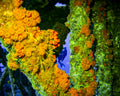 Diver peering through colorful coral opening in Oahu Hawaii - 16x20 metal print