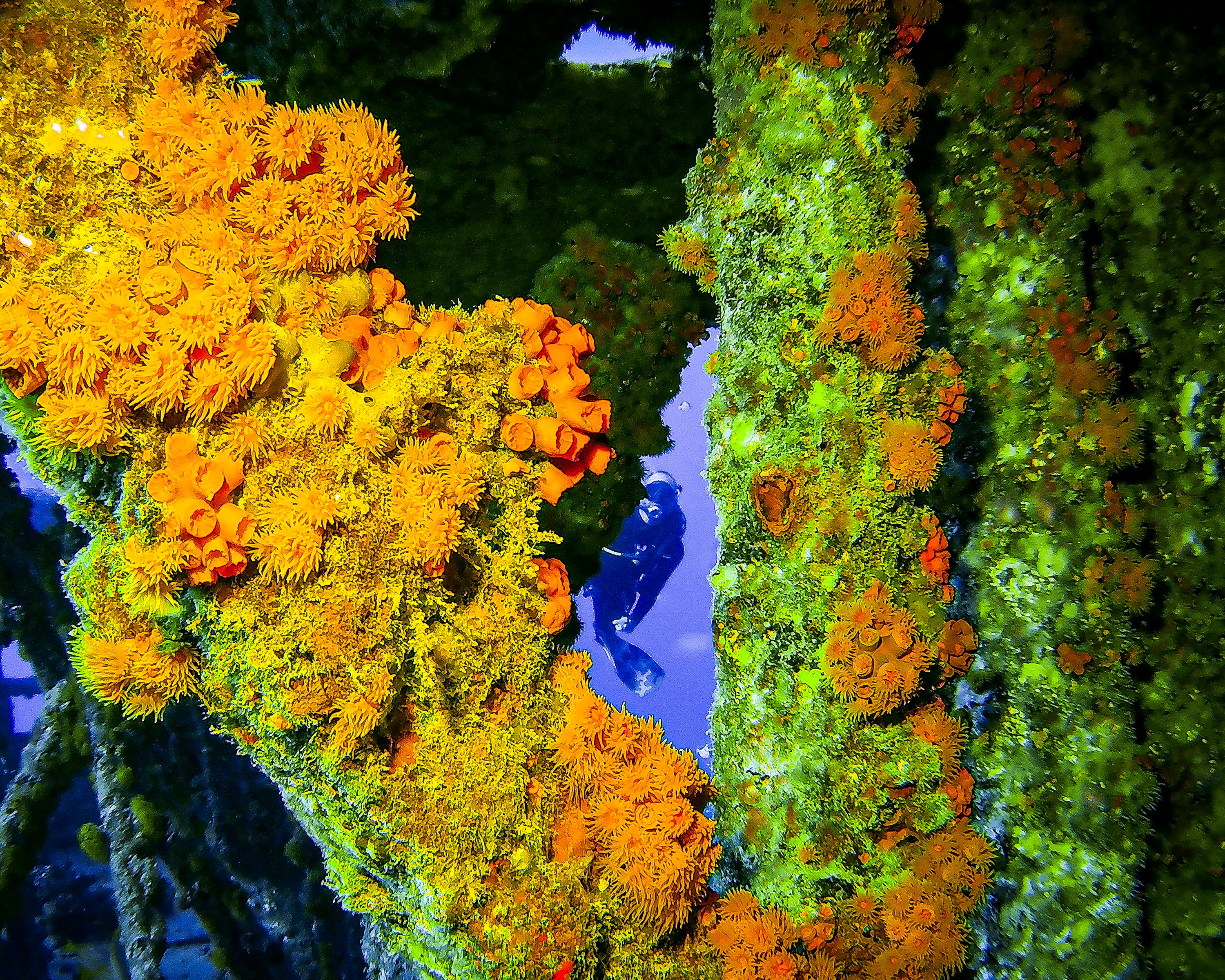 Diver peering through colorful coral opening in Oahu Hawaii - 16x20 metal print