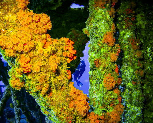 Diver peering through colorful coral opening in Oahu Hawaii - 16x20 metal print