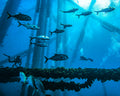 Divers and fish at Flower Garden Banks marine sanctuary - 16x20 metal print