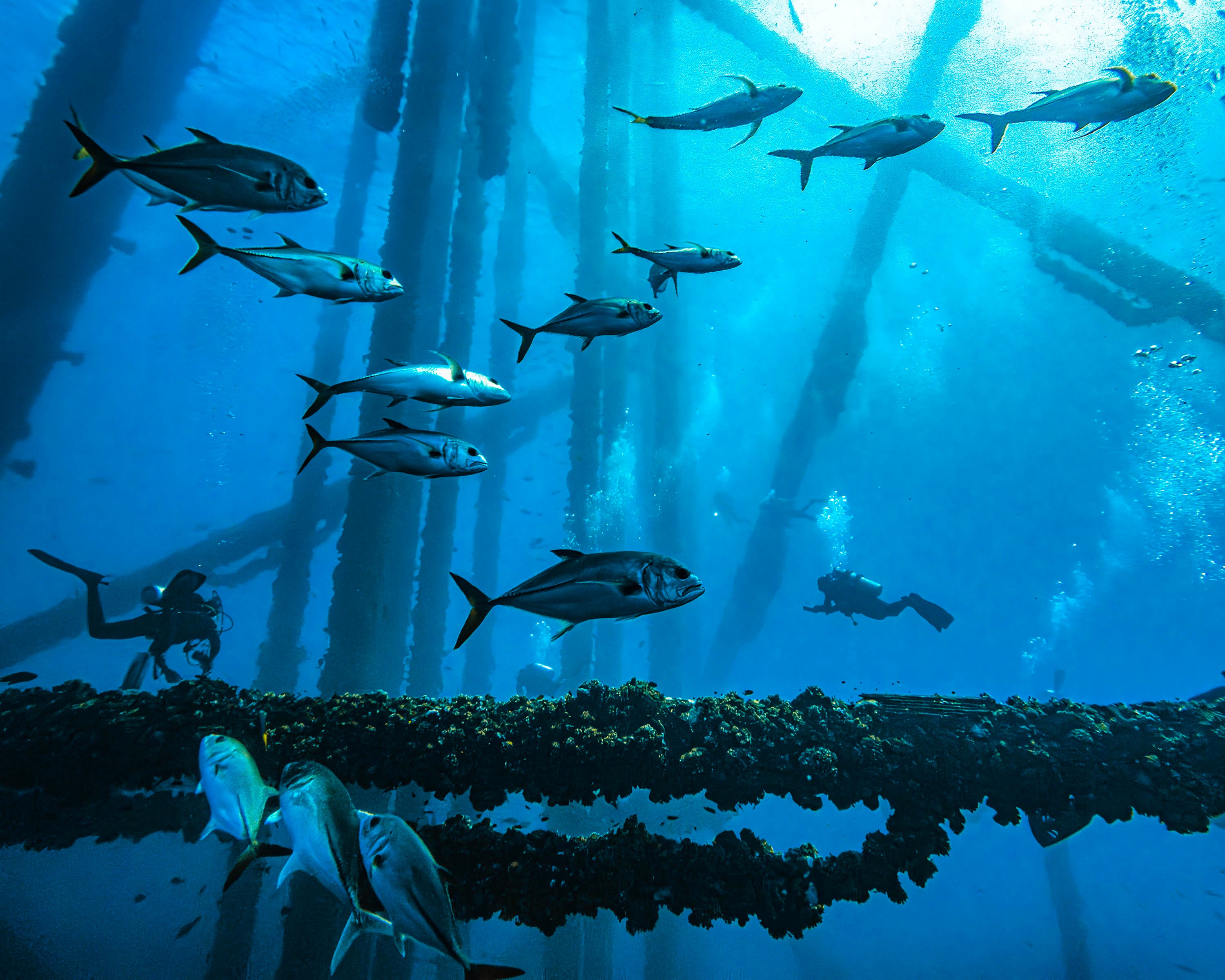 Divers and fish at Flower Garden Banks marine sanctuary - 16x20 metal print
