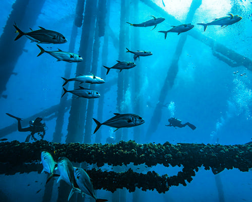 Divers and fish at Flower Garden Banks marine sanctuary - 16x20 metal print