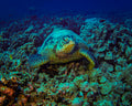 Green sea turtle resting on coral reef in Oahu Hawaii - 16x20 metal print