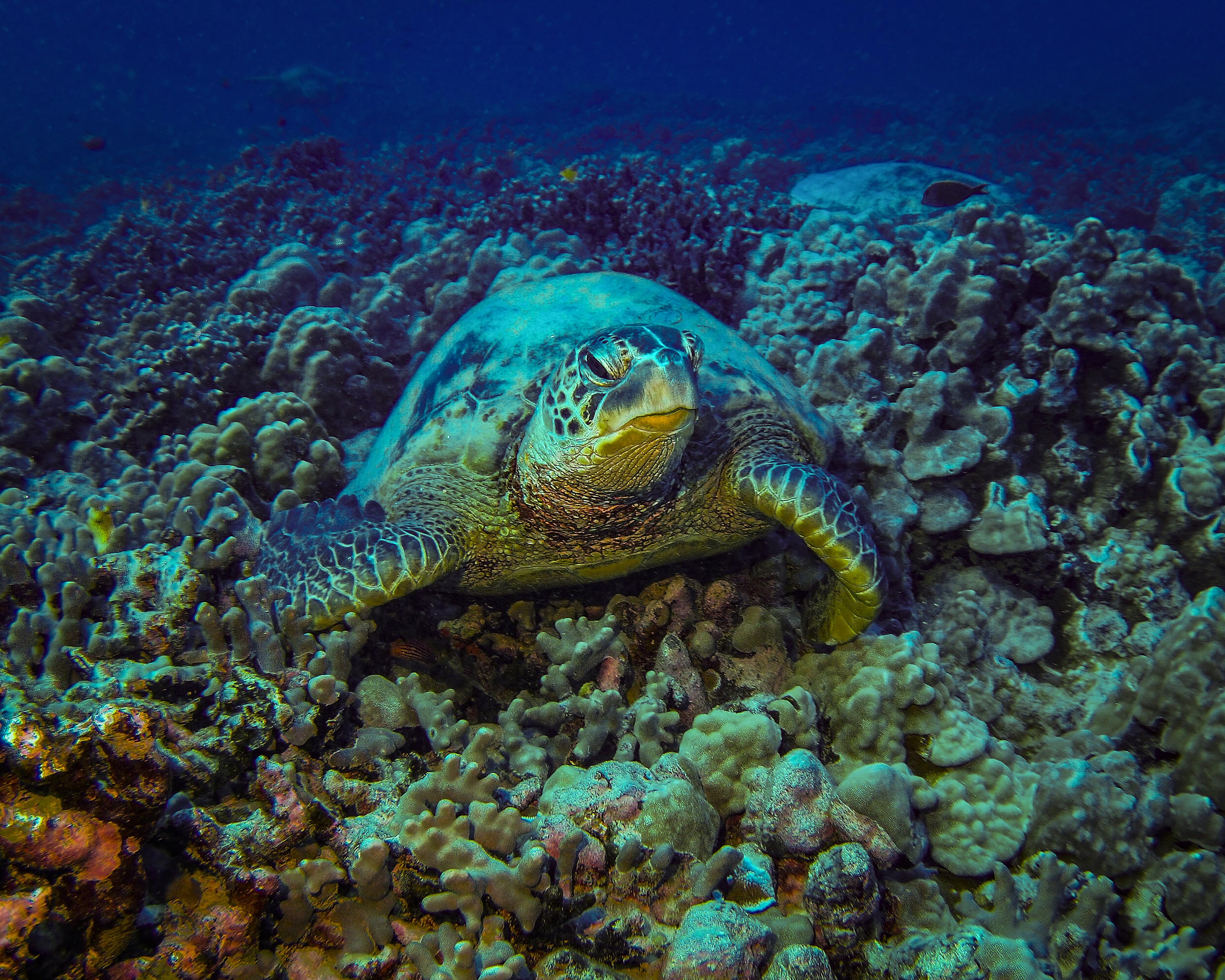 Green sea turtle resting on coral reef in Oahu Hawaii - 16x20 metal print