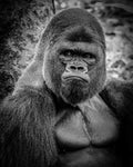 "The Look" — Metal Photo Print, 16×20